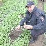 На востоке Крыма у селянина нашли теплицу с коноплей и ружье без документов