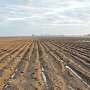 Совмин придумает порядок разрыва договоров аренды сельскохозяйственных земель в Крыму