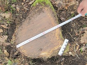 Выявлен факт незаконной порубки деревьев жителем Белогорского района