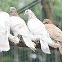 В Севастополе откроется выставка голубей и певчих птиц