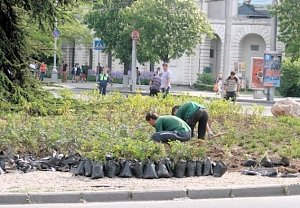 На клумбу на площади Ушакова возвращают розы