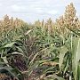 Аграриям в Крыму посоветуют для выращивания засухоустойчивые культуры
