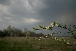 Сегодня в некоторых районах Крыма возможны грозы