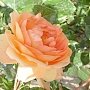 Никитский ботанический сад покажет выставку «Романтические розы»