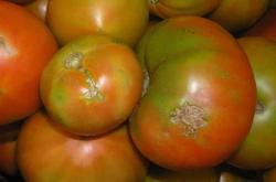 В Крым не проехали томаты, зараженные молью