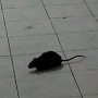Студенты об общежитиях КФУ: бегают крысы и тараканы