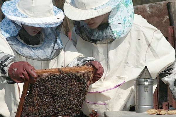 России необходим закон о пчеловодстве. Мнение эксперта