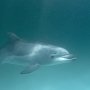 Ни один дельфинарий не захотел забрать выброшенного на берег на западе Крыма дельфина