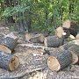 В лесничестве в Крыму незаконно срубили 1 тыс. деревьев