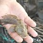 Крымские рыбаки против формирования рыбопромысловых участков