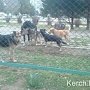 В Керчи в один день собаки искусали сразу троих