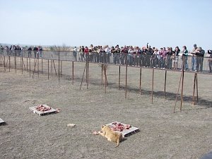 На парк «Тайган» завели дело из-за падения каменной конструкции на ребенка