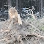 Жители южнобережного Гурзуфа обратились к Путину, Медведеву, Аксёнову и Поклонской с призывом остановить варварскую вырубку леса под «фитоцентр»