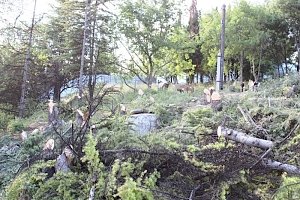 Инвестор и застройщик «фитоцентра» в Гурзуфе настаивают на законности строительства и вырубки деревьев – Аксёнова ввели в заблуждение