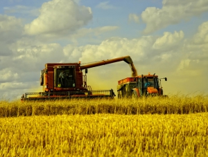 63% зерновых уже собрано на крымских полях