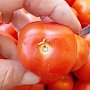 В Крым не пустили партию херсонских помидоров с личинками моли