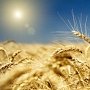Урожай зерна в Крыму больше, чем в прошлом году почти на 6 центнеров