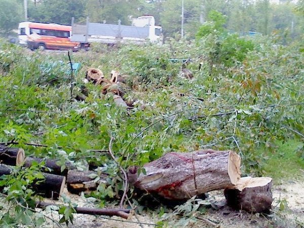 Москвичи требуют остановить вырубку деревьев вдоль Рязанского проспекта