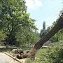 Очистка реки Салгир превратилась в вырубку деревьев