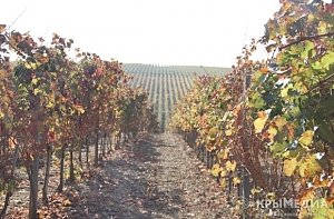 До 2025 года в Крыму планируют увеличить производство винограда в три раза