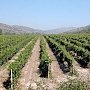 В Крыму планируют высадить клоны ценных сортов винограда