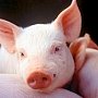 В Крым не пустили 17 тонн украинской свинины