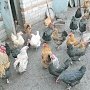 Николай Паршин: «Лимиты на скот и птицу в ЛПХ в интересах агрохолдингов – уничтожают конкурентов»