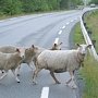 В Крыму «ВАЗ» врезался в стадо овец