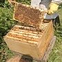 ТАСС: Россия может ввести госзакупки меда в случае принятия закона о пчеловодстве. Соответствующий законопроект подготовлен КПРФ