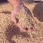 Объём проданного зерна на первых биржевых торгах в Крыму составил 9 855 тонн