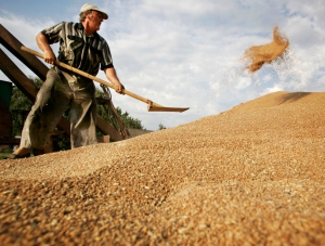 30 тыс тонн крымского зерна будет распродано до конца недели на бирже