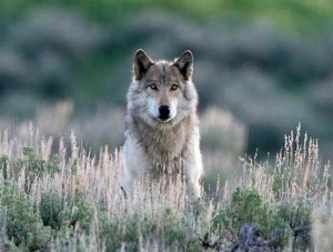 В Черноморском районе участились случаи нападения волков на скот