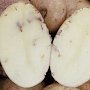В Джанкойском районе объявили карантин по картофельной моли