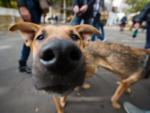 В Феодосии стерилизуют более двух сотен бездомных собак