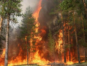 300 квадратных метров леса горело в районе Ялты