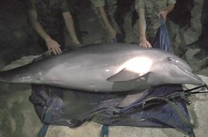 В окрестностях Керчи пограничники спасли дельфина от браконьеров
