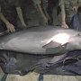 В окрестностях Керчи пограничники спасли дельфина от браконьеров