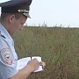 Сотрудники полиции в Белогорском районе выявили плантацию конопли