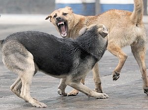 В Керчи мужчину покусали собаки