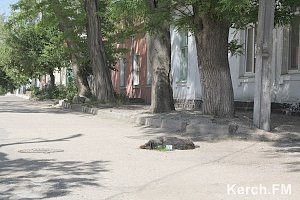 В Керчи неизвестные травят животных