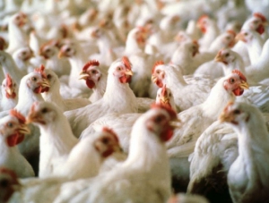 На полуостров не пустили 17 тонн украинской курятины