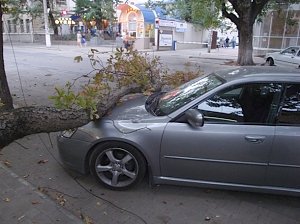 Власти Симферополя создали интерактивную карту аварийных деревьев