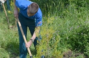 Сотрудники МЧС приняли участие в высадке леса в честь 75-летия Севастопольского лесхоза