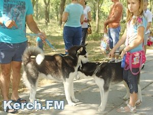 В Керчи прошла всероссийская сертификатная юбилейная выставка собак