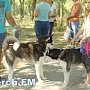 В Керчи прошла всероссийская сертификатная юбилейная выставка собак