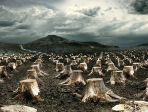 Прокуратура: в Белогорском лесу незаконно вырубали деревья