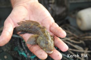 Крымские рыбаки в этом году выловили в два раза больше рыбы, чем в 2014
