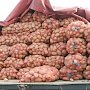 На Херсонщине из-за блокады Крыма скопилось 30 тыс. тонн овощей