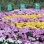 Бал хризантем в Никитском ботаническом саду открылся в 62-й раз