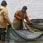 Часть выловленной в Крыму рыбы идёт на материк